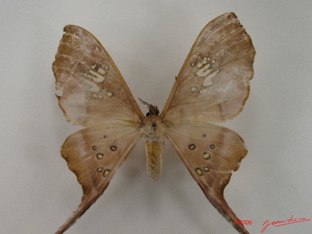 Eudaemonia trogophylla